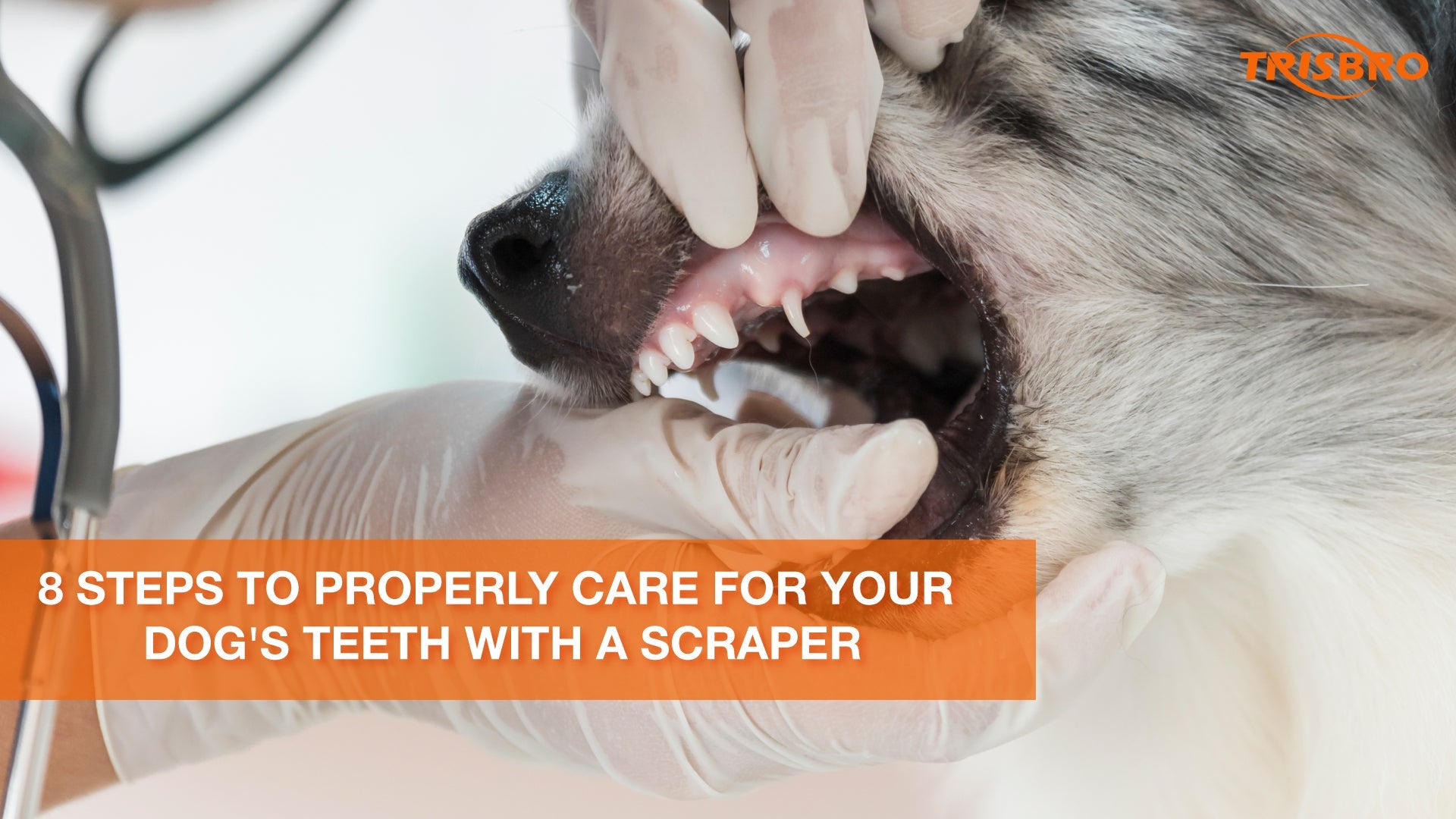 8 Steps to Properly Care for Your Dog's Teeth with a Scraper