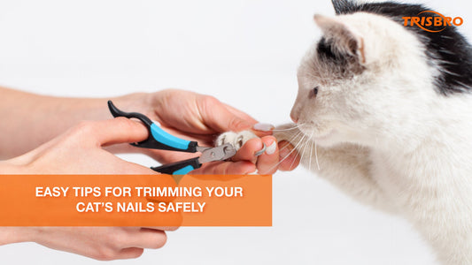 Easy tips for trimming your cat’s nails safely